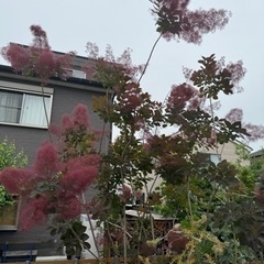 スモークツリー　切り枝　ドライフラワーなどにの画像