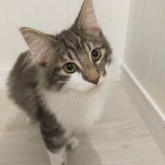 ノルウェイジャンフォレストキャット