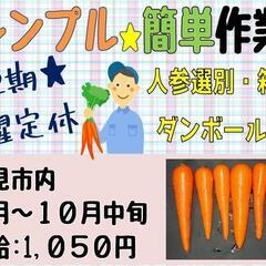 【短期☆8月～10月中旬】にんじん選果場〈北見〉