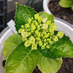 ※値下げ※　アジサイ　もうすぐ咲きます　紫陽花　　苗木の画像