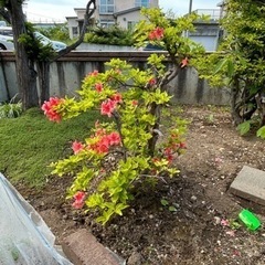生活雑貨 家庭用品 ガーデニングの画像