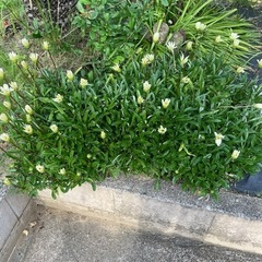 ガザニアの苗