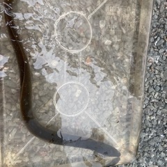 天然ウナギ
