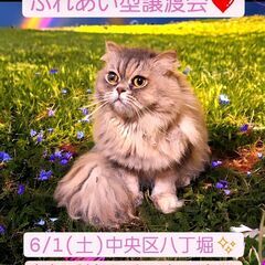 6/1(土)ふれあい型譲渡会♪　4歳スコテッシュストレート♀ブル...
