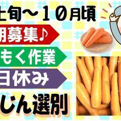 【短期☆8月～10月頃】にんじん選別・箱詰め〈北見〉