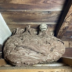 新潟県　ハチ駆除・草刈伐採・カギ屋・ロードサービス　便利屋の作業員募集！！ の画像