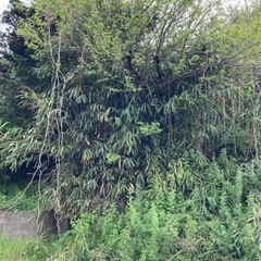 新潟県　ハチ駆除・草刈伐採・カギ屋・ロードサービス　便利屋の作業員募集！！ の画像