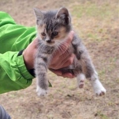 受付ストップ！　4匹みんな里親決定しました！
