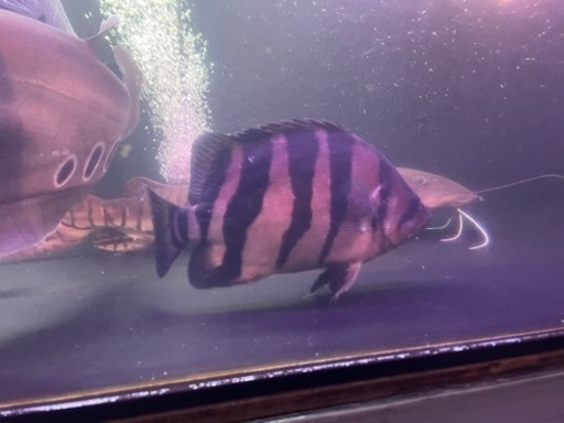 ダトニオプラスワン２７±早期引き取りは多少の値引きします！