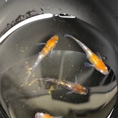 メダカ、陽炎メス3、オス1の計4匹