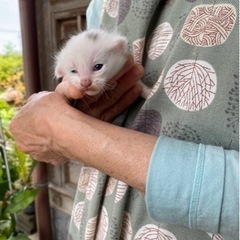 茨城県央より🌟里親募集🐈 - 笠間市