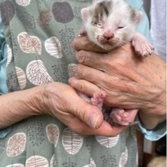 茨城県央より🌟里親募集🐈