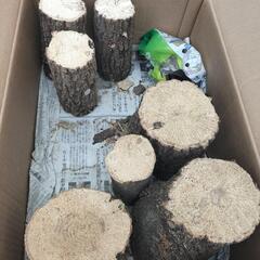 クワガタ　カブトムシ　中古菌糸ボトル　飼育ケース　プリンカップ　産卵木の画像