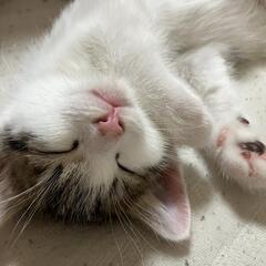 （１匹決まりました）ぶち模様っぽい仔猫