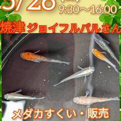 5/26（日）よっちゃんメダカジョイフルパルさんにてメダカすくい...