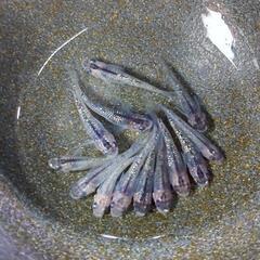 一旦停止🉐★めだか〜夜桜ラメ（初期タイプ）10匹　産卵開始サイズ