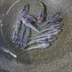 一旦停止🉐★めだか〜夜桜ラメ（初期タイプ）10匹　産卵開始サイズの画像