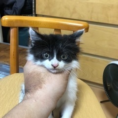 里親様が見つかりましました。沢山のお問合せ有難う御座いました。 − 千葉県