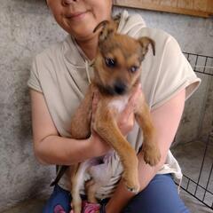 【収容中】野犬子犬の家族募集（5月26日大村市管理所にて譲渡会）（終生室内飼育条件） - 犬