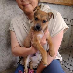 【収容中】野犬子犬の家族募集（5月26日大村市管理所にて譲渡会）（終生室内飼育条件） - 里親募集