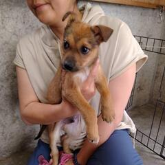 【収容中】野犬子犬の家族募集（5月26日大村市管理所にて譲渡会）（終生室内飼育条件） - 大村市