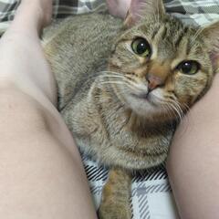 メス猫。約1歳。