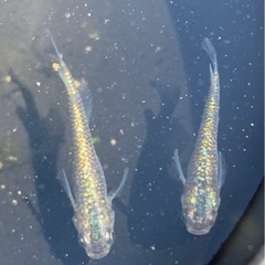 ネプチューンメダカの画像