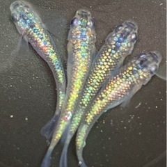 ネプチューンメダカ