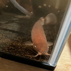 電気ナマズ　デンキナマズ　熱帯魚　淡水魚