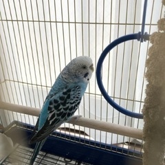 セキセイインコ(4年弱)
