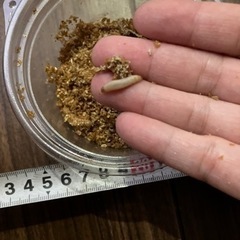 ハニーワーム30匹の画像