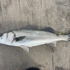 海釣り仲間になってください！