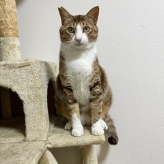 【里親募集】大きめオス保護猫♂抱っこで爪切りもできます！