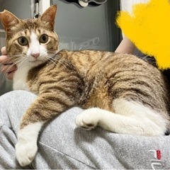 【里親募集】大きめオス保護猫♂抱っこで爪切りもできます！ - 猫