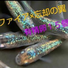 サファイア×忘却の翼 ラメ メダカ 有精卵15個