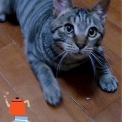 元気いっぱい我が家のアイドル間違いなしタクくん♂8ヶ月