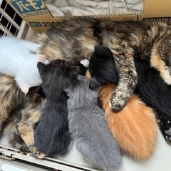 子猫の里親決まりました。⚠︎一時停止中