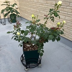 薔薇の大苗☆トリニティ☆バラがお好きな方へ