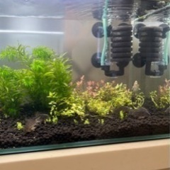 コリドラスステルバイ　5匹