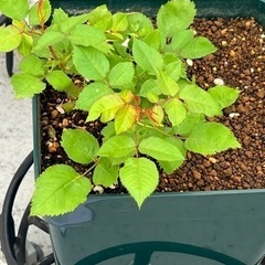 【訳あり】薔薇の大苗☆シャンパーニュ☆バラがお好きな方へ