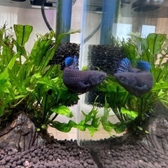 (熱帯魚)ベタ  メス  トラディショナル1匹 
