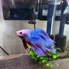 (熱帯魚)ベタ  オス  トラディショナル1匹