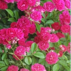 🪴【植物　苗】バラまとめ売り