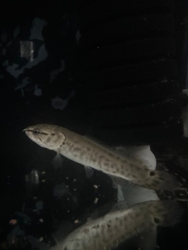 アミアカルバ　古代魚