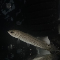 アミアカルバ　古代魚