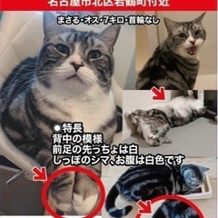 迷子猫