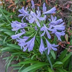🪴【植物 苗 鉢植え】アガパンサス①