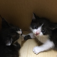 ☆5月23日撮影☆ハチワレちゃん2匹☆