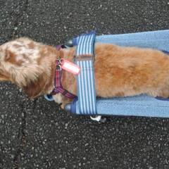 小型犬の4輪歩行器、車いす(シートタイプ）