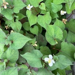 🌱どくだみ草